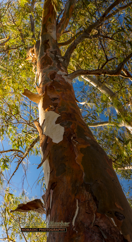 Bruce Rock Camo Tree